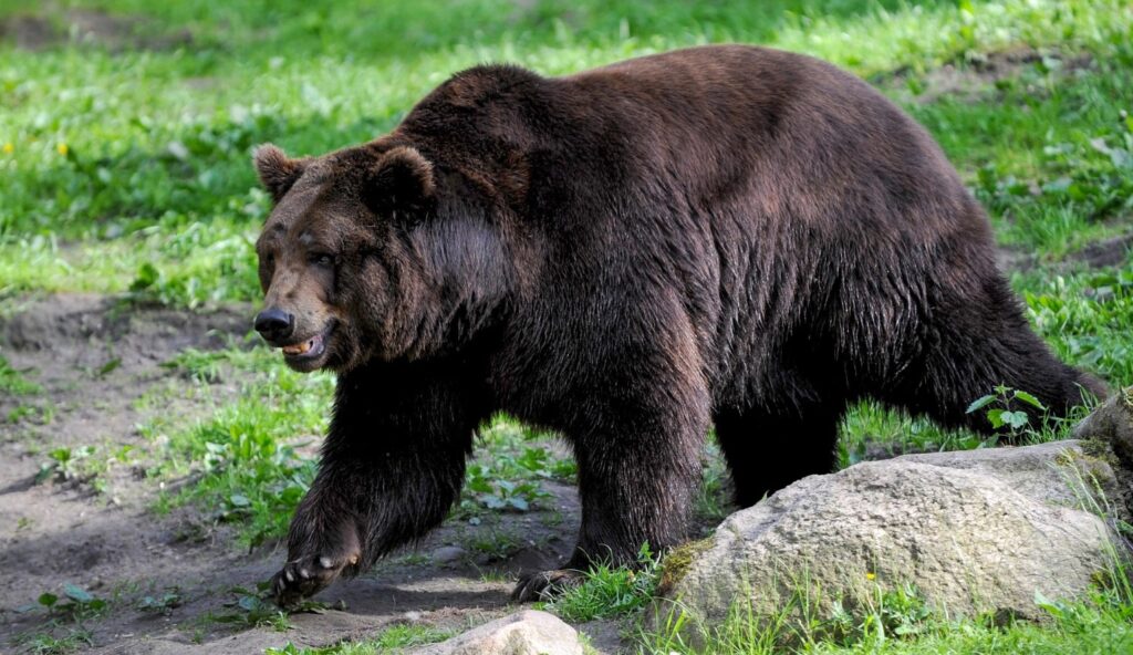 Uomo Attaccato Da Orso