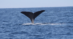 Balena spiaggiata nei pressi di Castel Volturno nel casertano