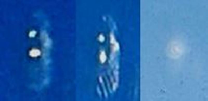 Immagini tratte dal C.UFO.M