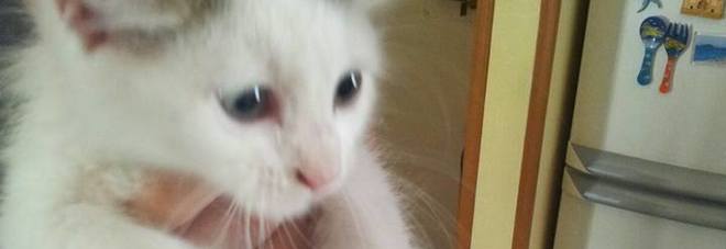 L'appello per adottare un gattino: una donna lo ha salvato dalla spazzatura