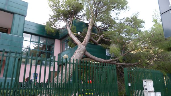 Pomigliano D'Arco, sfiorata la tragedia: crolla un albero in una scuola, un ferito