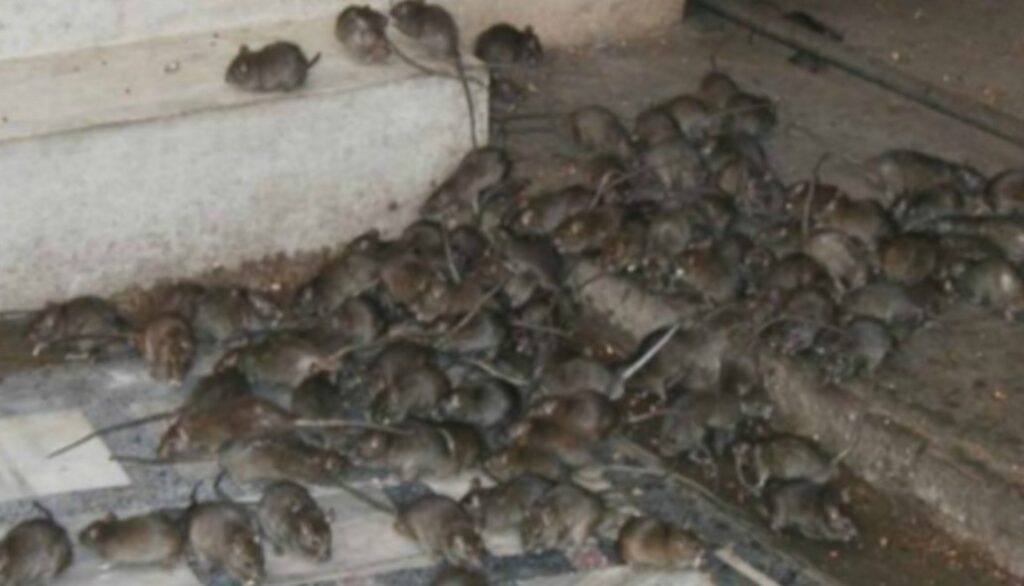 Invasione di topi a Scampia, gli abitanti del quartiere: "Le zo***le hanno invaso le nostre case"