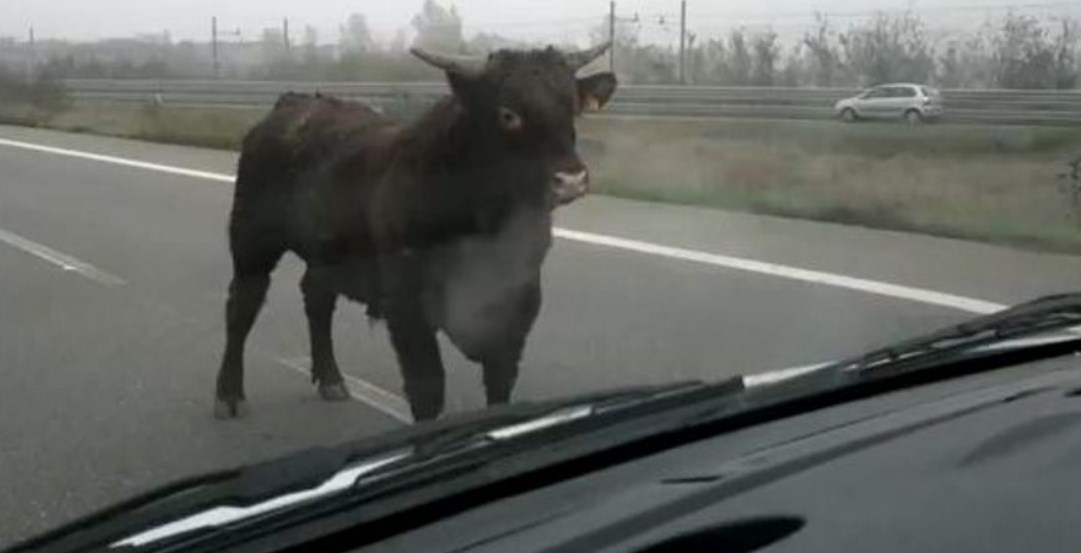 Panico in strada, toro imbizzarrito fugge dal circo e spaventa i passanti: fuggi fuggi generale