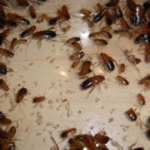 Invasione di blatte in Cilento: chiusi anche i ristoranti