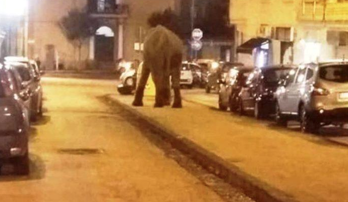 San Giorgio a Cremano, l'elefante scappa dal circo e la foto impazza sul web