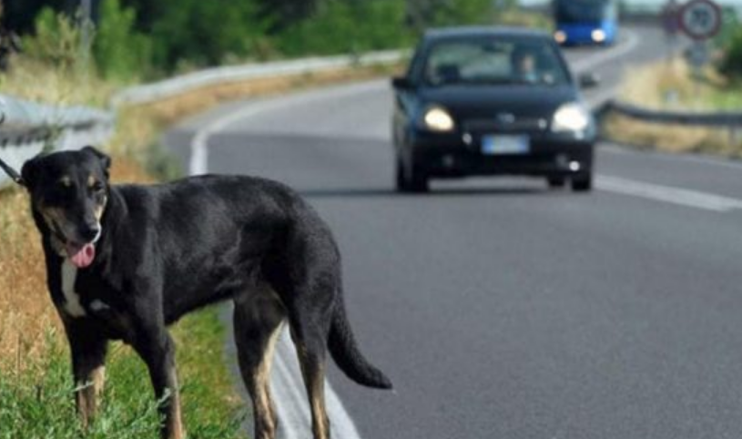 Il triste Natale dei cani, 358 animali abbandonati tra la Vigilia e Santo Stefano