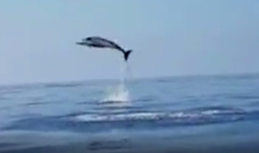 Salvano un delfino a largo di Procida e gli amici saltano di gioia in mare