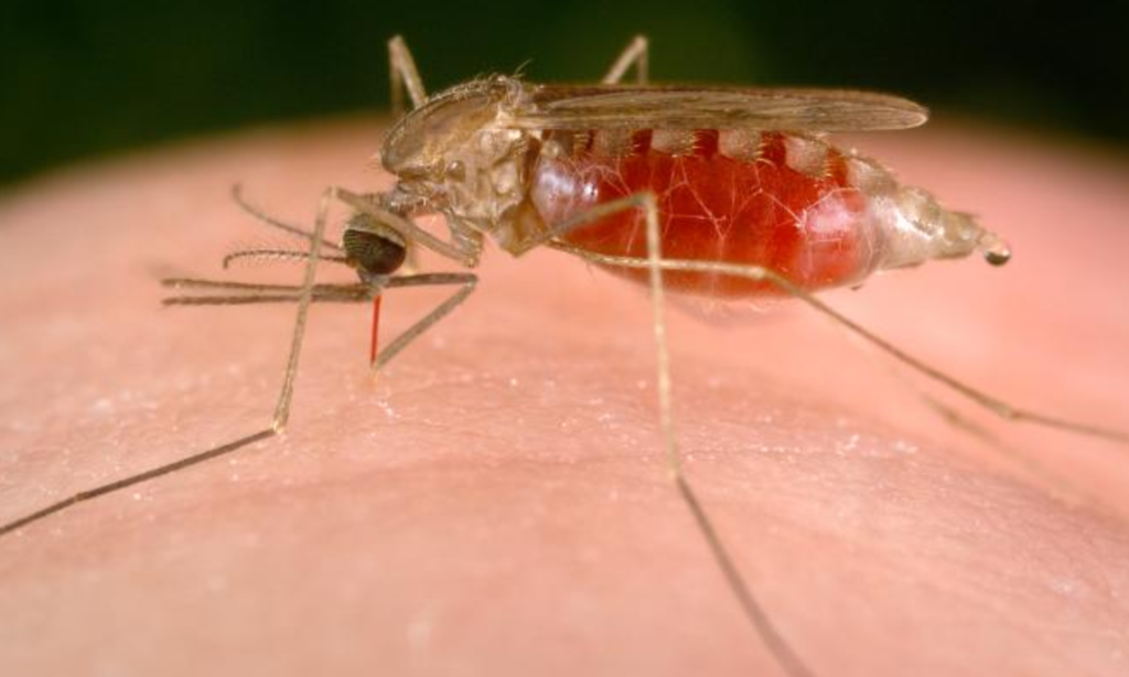 Psicosi malaria in Campania, la parola allo specialista: "Si deve parlare di malaria d'importazione"