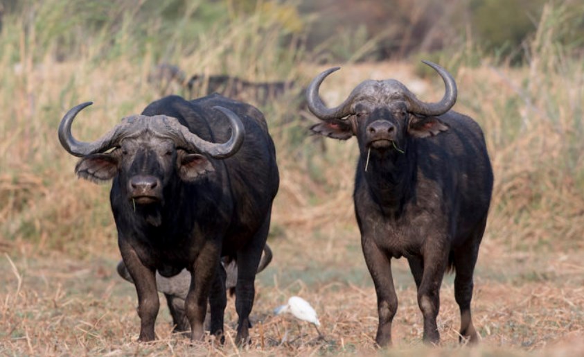 Dramma nel Salernitano, operaio muore travolto da una mandria di bufale 