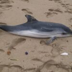 Ritrovamento choc a Procida, delfino morto sulla spiaggia 