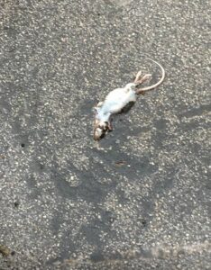 Nubifragio a Giugliano, saltano tombini: blatte e topi ovunque