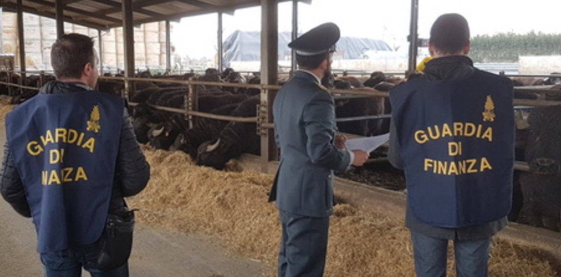 Camorra, sequestrata azienda bufalina dal valore di 2 milioni di euro appartenente agli Zagaria