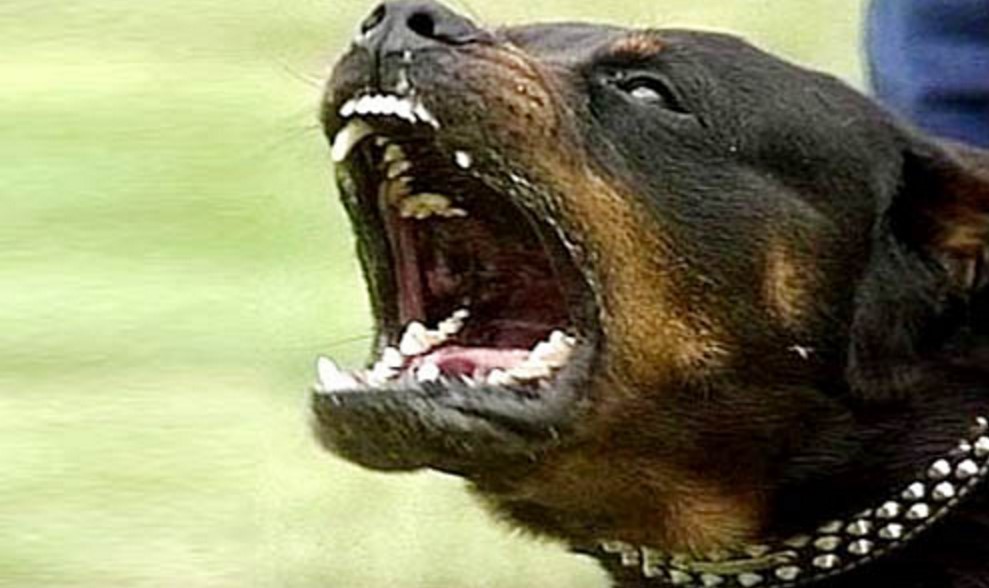 Terrore in Campania: cane azzanna la gamba di un adolescente 