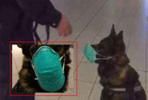 Napoli, guardia giurata mette mascherina a un cane e pubblica la foto: bufera sui social