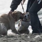 Violenta lite nel Salernitano, padroni di cani se le danno di santa ragione