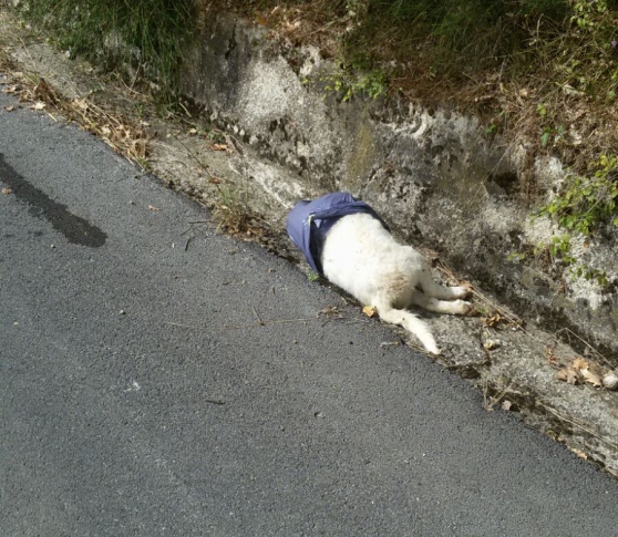 Trovato un cucciolo morto: è stato soffocato con un sacchetto