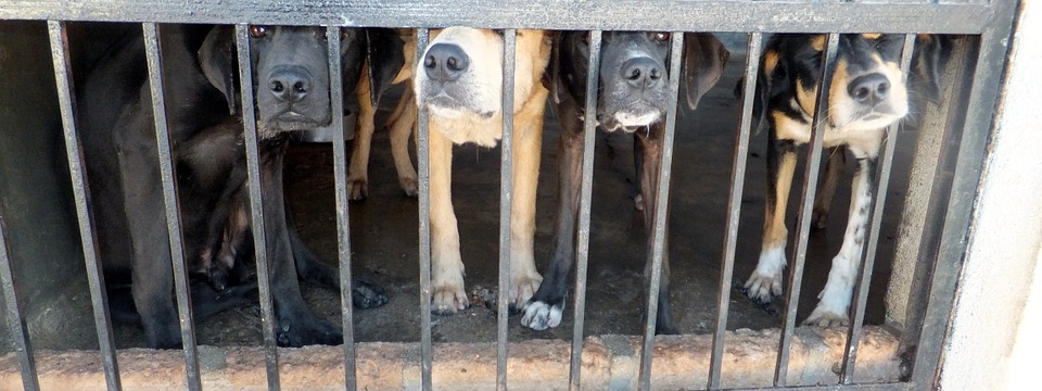 Cani e gatti maltrattati a Napoli: la scoperta a Secondigliano