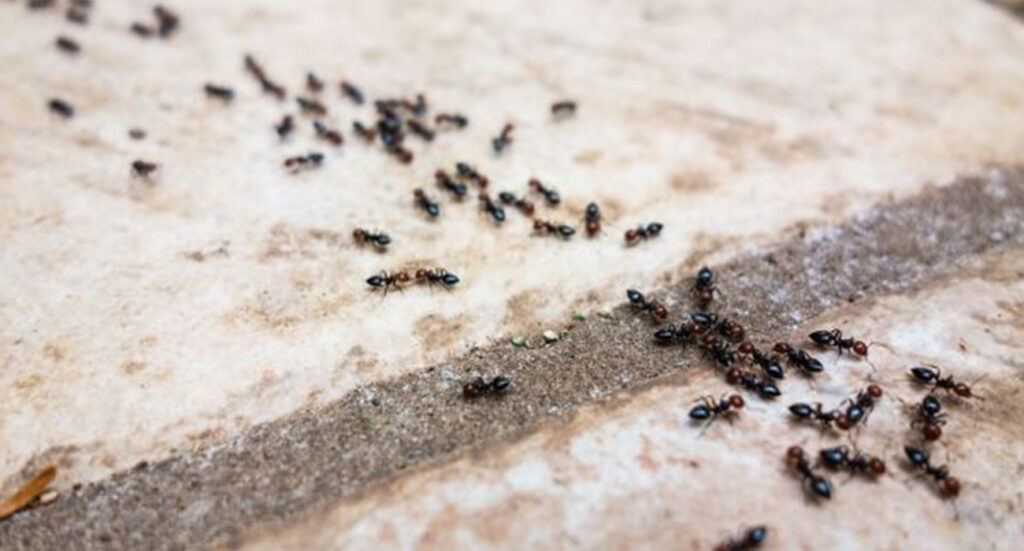 Allarme formiche: invaso l'ospedale pediatrico Pausilypon di Napoli