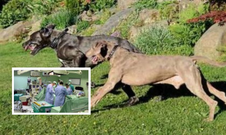 Orrore nel Napoletano, anziana sbranata da due alani: staccato naso e orecchie