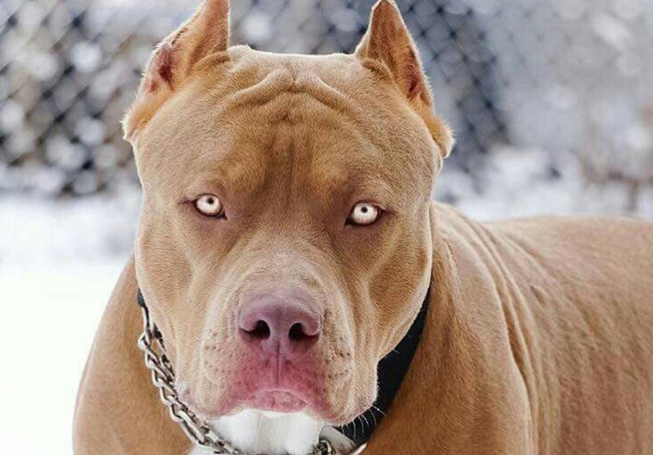 Fidanzata lo sorprende mentre aveva rapporti intimi con il suo pitbull