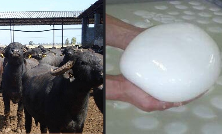 'Sua Maestà' la mozzarella, l'amore per la tradizione del caseificio Fratelli Schiavone