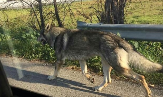 Bellizzi irpino, trovato e preso un lupo che si aggirava in centro