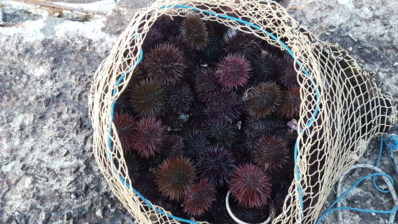 Sorpresi a pescare ricci di mare alla Gaiola, fermati due pescatori di frodo