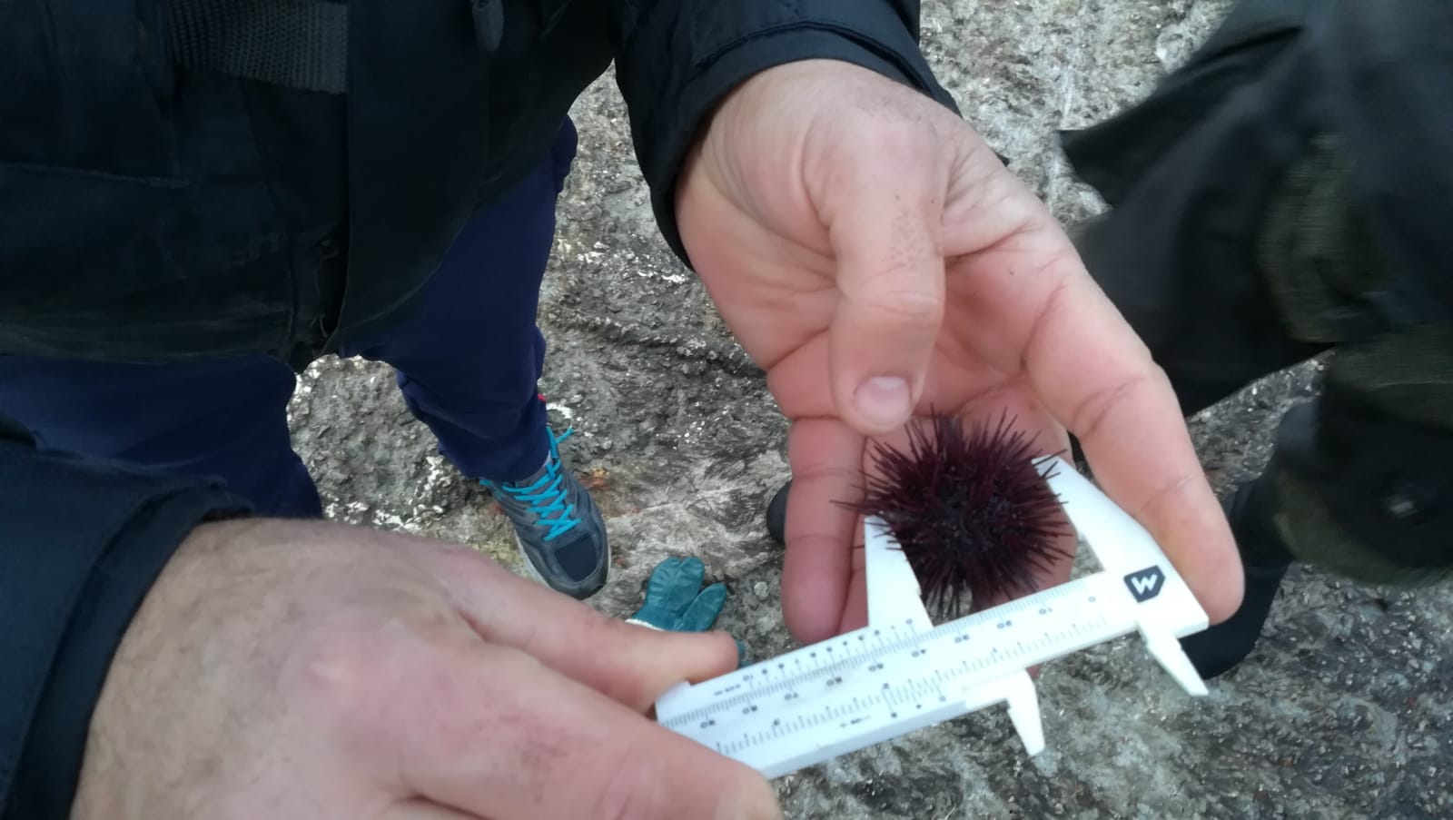Sorpresi a pescare ricci di mare alla Gaiola, fermati due pescatori di frodo