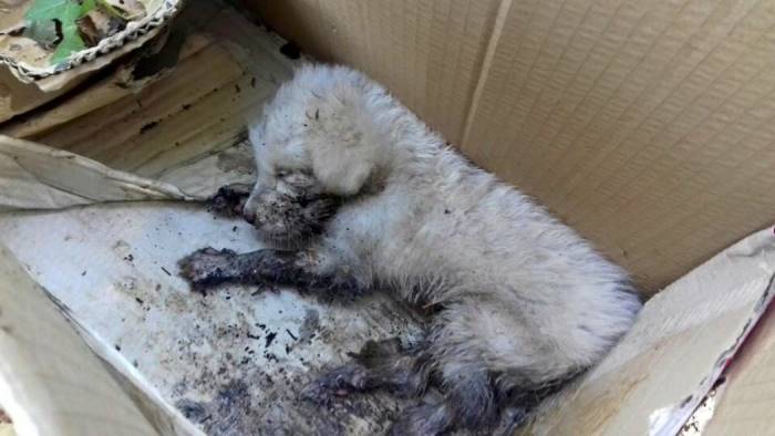 Salerno, trovati cuccioli di cane in stato disumano. Scattata la denuncia