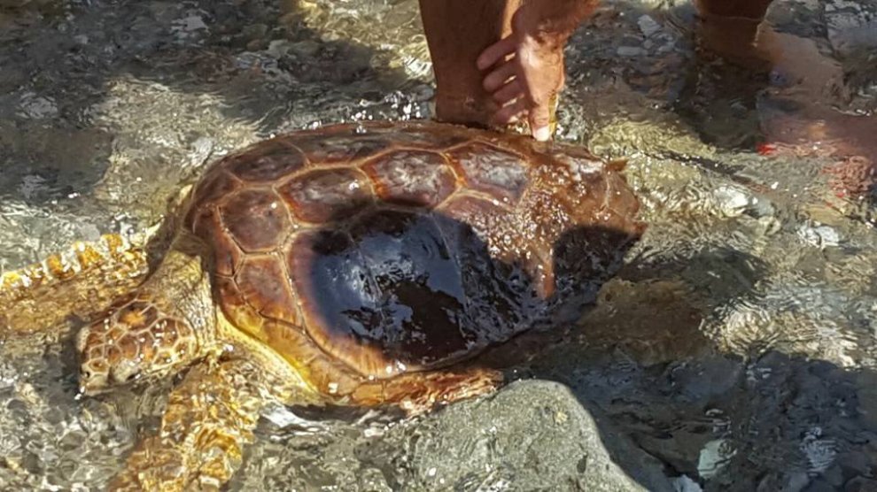 Curioso salvataggio nel Cilento: bagnanti salvano una tartaruga