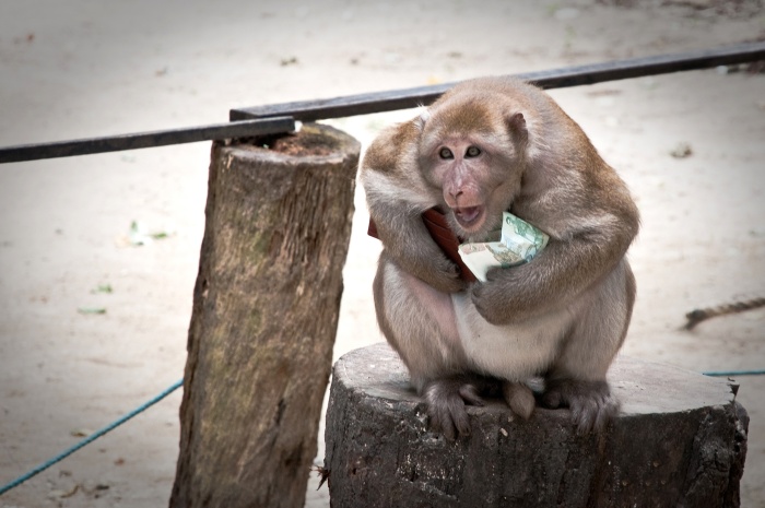 Noto imprenditore napoletano derubato in vacanza da una scimmia