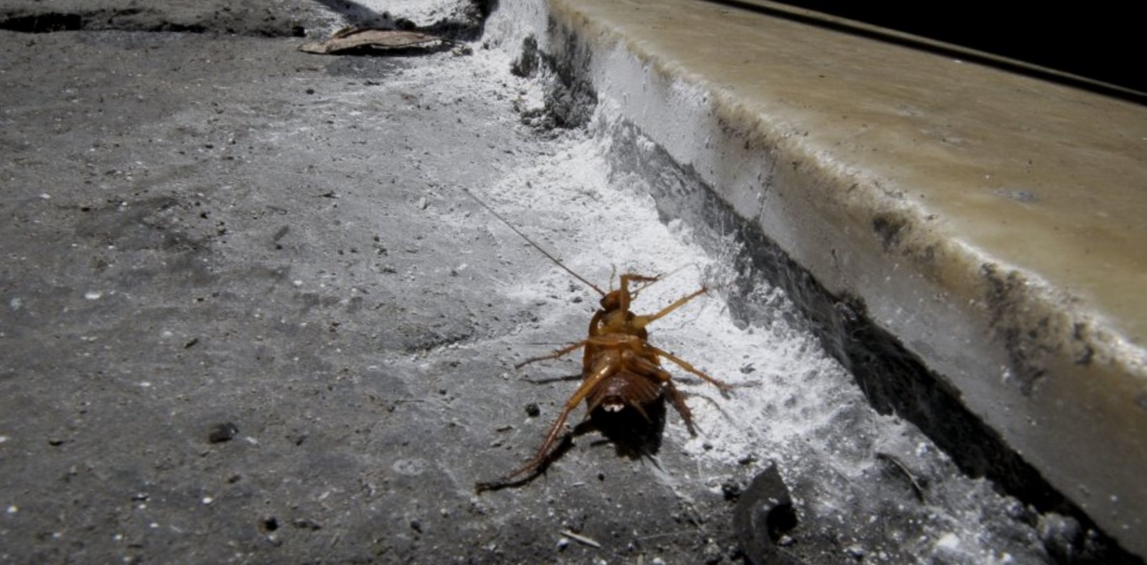 Invasione di blatte a Napoli, il Comune pronto alla deblattizzazione 