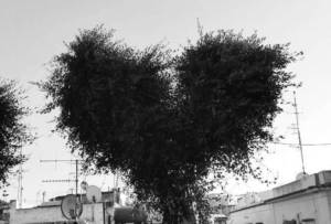 albero a forma di cuore