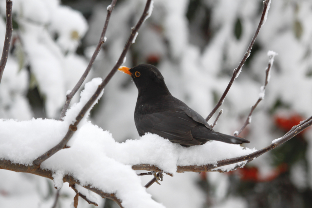 giorni della merla gennaio napoli
