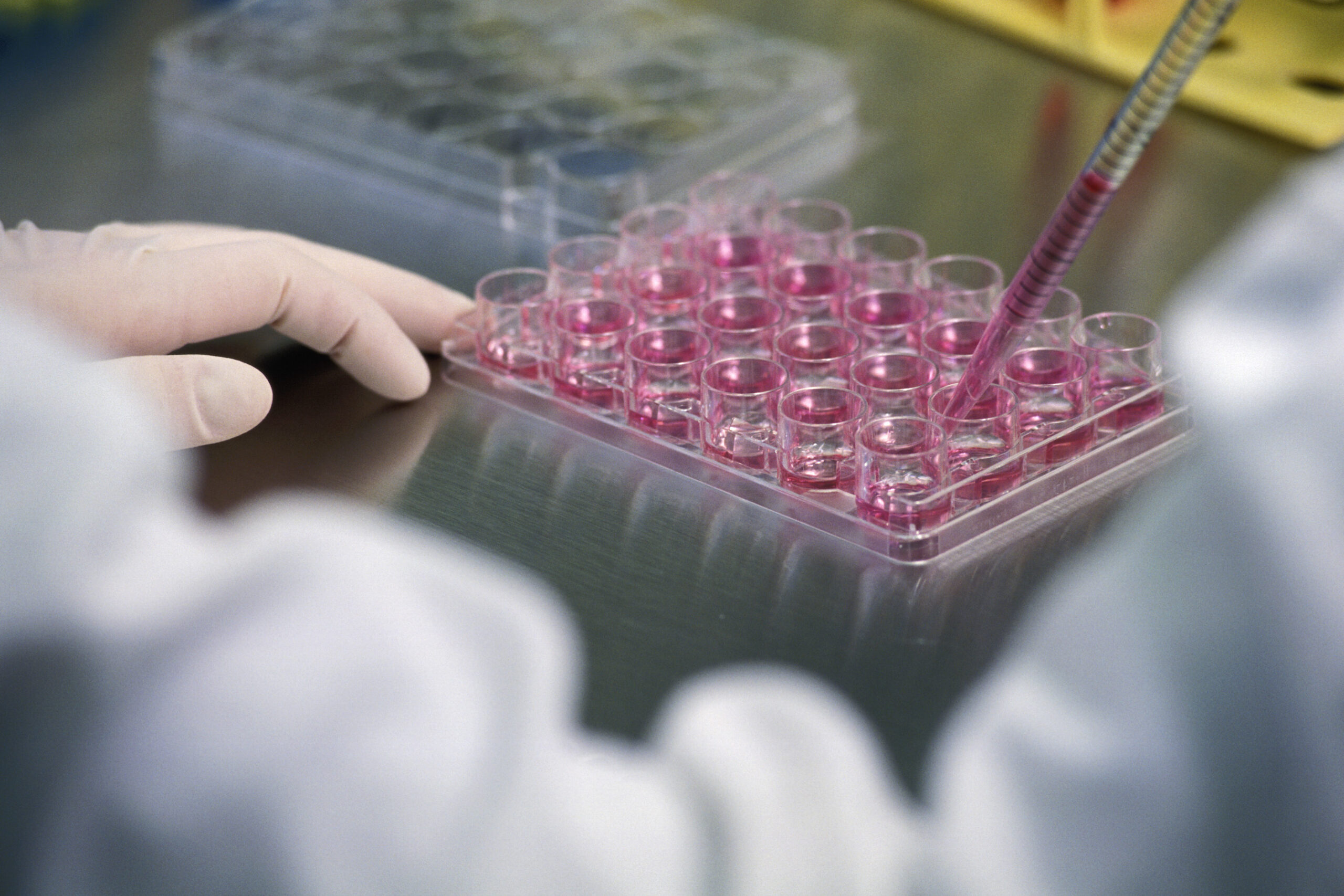 A research assistant works under a chemical hood preparing stem cell cultures in a Stem Cell Research Program lab at the Waisman Center at the University of Wisconsin-Madison. ©UW-Madison University Communications 608/262-0067 Photo by: Jeff Miller Date:  2001     File#:  color slide