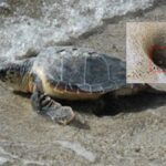 Il Cilento è la "patria" delle tartarughe, un altro nido ad Ascea