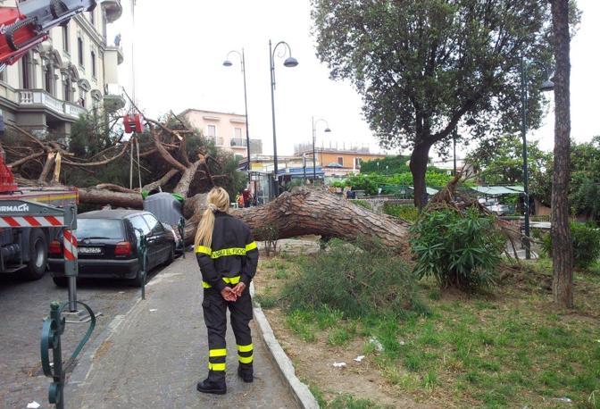 Uccisa da un albero al Vomero: condannata funzionaria del Comune