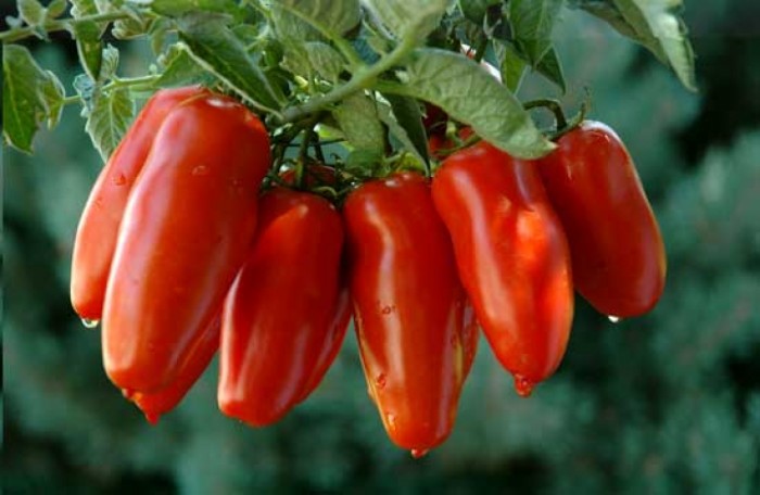 Patto tra i sindaci del nolano per il pomodoro San Marzano Dop