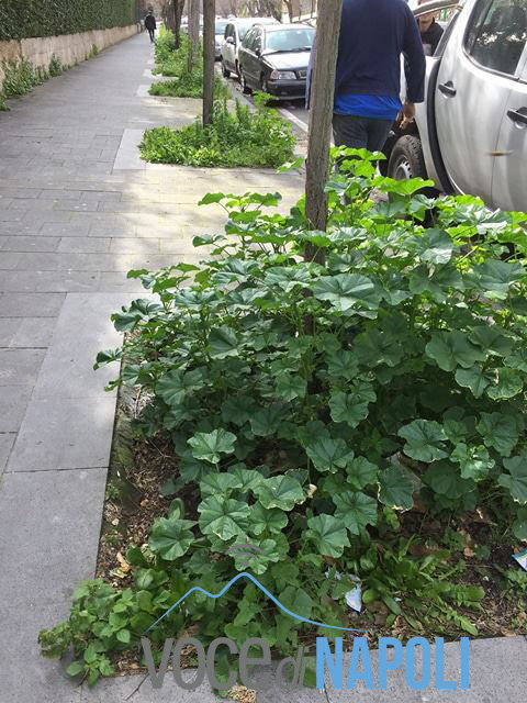 degrado via Petrarca