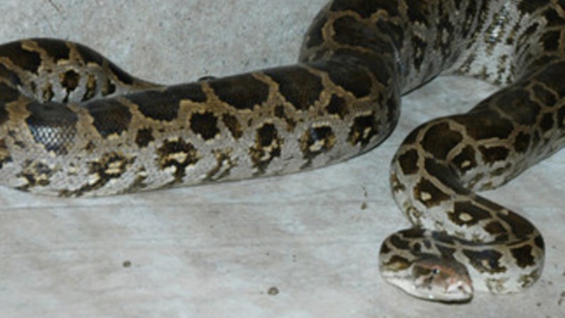 pitone-pomigliano-darco