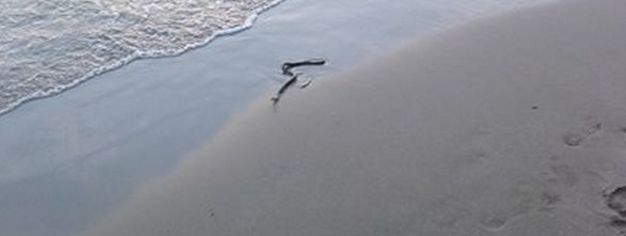 serpente mare agropoli