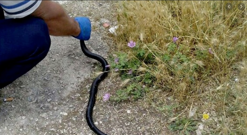 Serpenti ad Afragola, i rettili 'invadono' il rione: scatta l'allarme