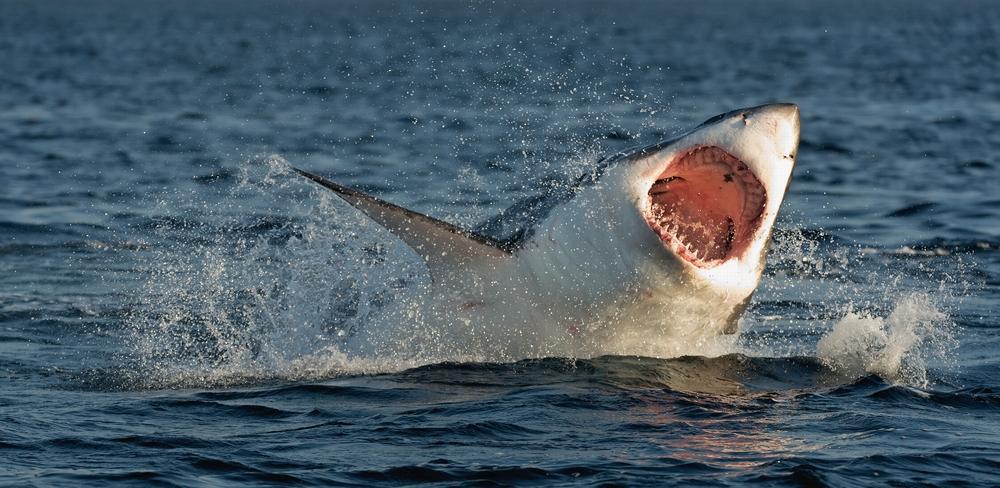 Surfista sbranato e ucciso da uno squalo bianco