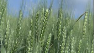 Premio "Spiga Verde": premiate diverse località della Campania