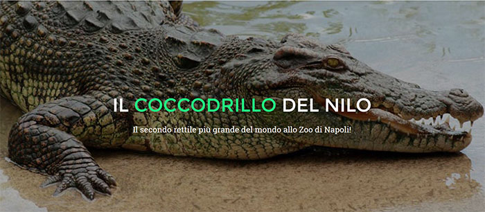 Zoo di Napoli, un coccodrillo e un ippopotamo i nuovi ospiti