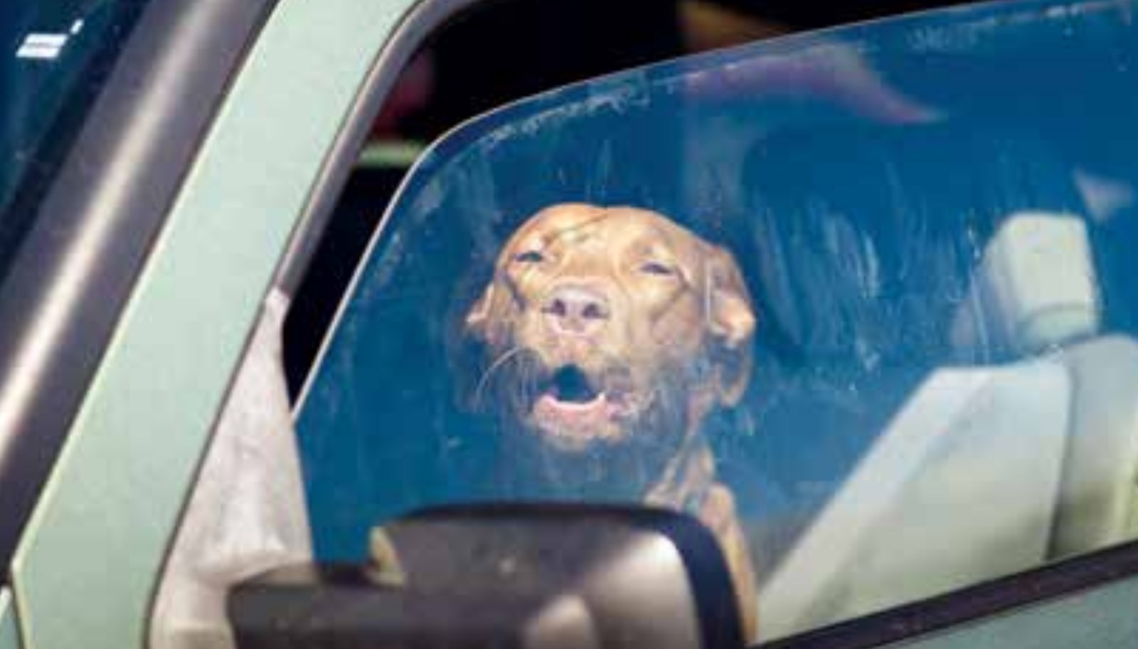 Cane lasciato in auto a Melito