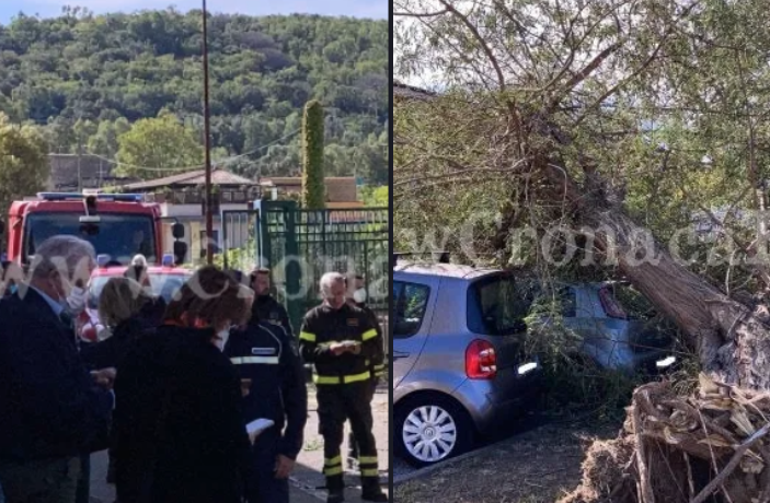 Crolla albero in una scuola di Pozzuoli