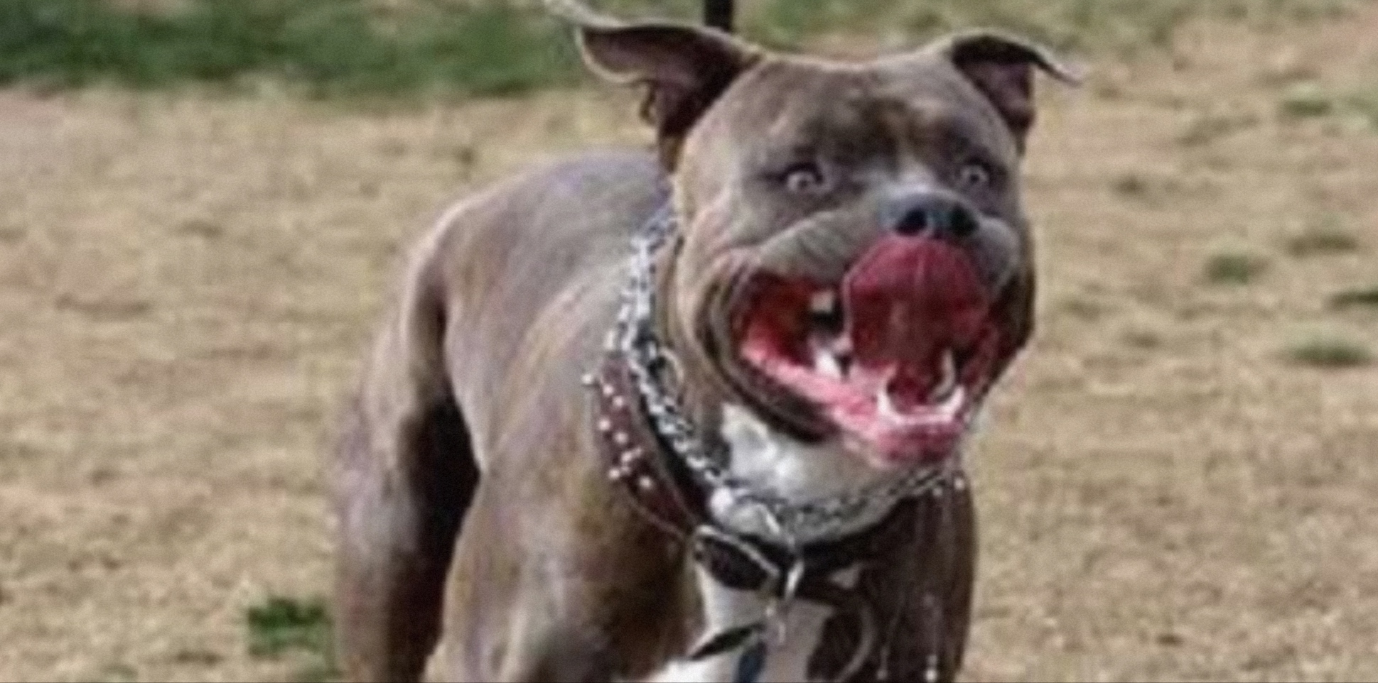 Uomo morso da un pitbull a Napoli