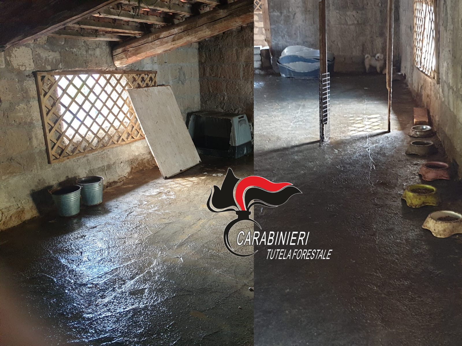 Arrestato l''orco' degli amici a 4 zampe, cani abbandonati e maltrattati salvati dai carabinieri