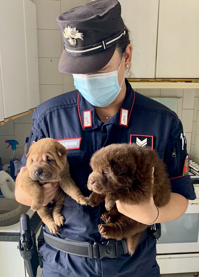 Arrestato l''orco' degli amici a 4 zampe, cani abbandonati e maltrattati salvati dai carabinieri
